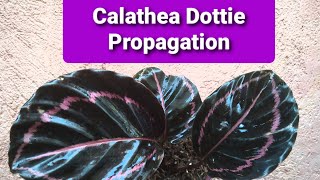 Calathea  Dottie Propagation [upl. by Chandra]