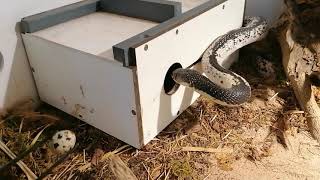 Siamesische Speikobra frisst Ei  Siamese Spitting cobra eats egg [upl. by Carmel]