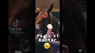 Nie wiem po co 🤣horsy konie equestrian horse horsefan [upl. by Ndnarb]