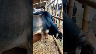 cow videos cow গরু amba guru hamba goru cow video cow cow gorur video cow dance hamba hamba gorocow [upl. by Audrey443]