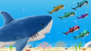 Baby Shark Song and Nursery Rhymes for Kids [upl. by Regdor]