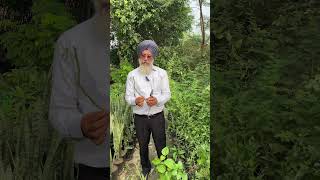 HOW TO GROW ROSE WITH ROSE BRANCHES  DrJoga Singh BScHons 9815180280 flowergarden nurseryfarm [upl. by Ruddy]