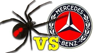 Scary Redback Spider Vs Mercedes Benz You Wont Believe What I Caught [upl. by Elyod498]