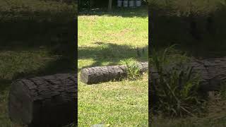 Mynah birds everywhere Rarotonga Cook Islands birds birdwatching birding bird birdlovers [upl. by Ennairoc924]