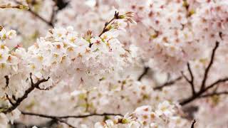 Cherry Tree 5 Fun Facts tree nature [upl. by Saint]