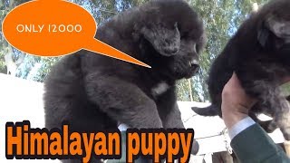 Himalayan dogs sell in muktasr fair 2019 [upl. by Boot]