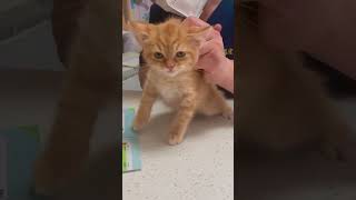 Kitty is afraid of vaccinations cat funnypetslife funnycats foryou funny petlover animals [upl. by Kissie]