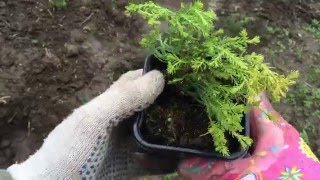 Туя западная Рейнголд Thuja occidentalis Rheingold Посадка 2016 [upl. by Elda]