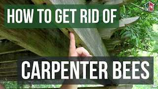 How to Get Rid of Carpenter Bees 3 Easy Steps [upl. by Lenora768]