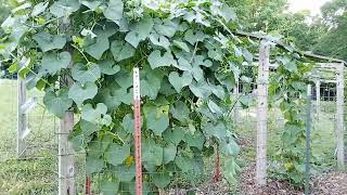 Do this to CHAYOTE PLANTS for more Chayote Harvest [upl. by Graig]