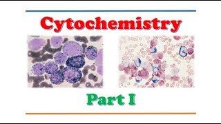 Hematology 🔤  Cytochemistry  Part I [upl. by Relyt]