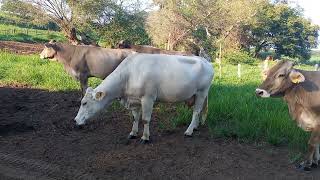 5 vacas lecheras en venta y 3 vakillas [upl. by Steffie]