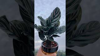 Calathea Plant  Calathea Ornata  Soil Mixture For Calathea Plant shorts gardening plants [upl. by Wallford]