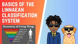 How Does The Linnaean Classification System Work [upl. by Iorgo693]