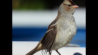 White crowned Sparrow juvenile and adult [upl. by Haridan]