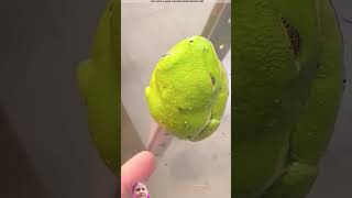 frog amazingfacts animals story factsinhindi viralvideo facts 😱👍🏻 [upl. by Penney]