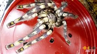 Tarantula Spotlight Ep 4  Poecilotheria subfusca highland Rehouse amp Feeding [upl. by Reamy604]