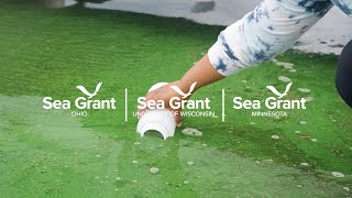 What Drives Harmful Algal Blooms in the Great Lakes  Ohio Sea Grant Research [upl. by Ahsiakal]