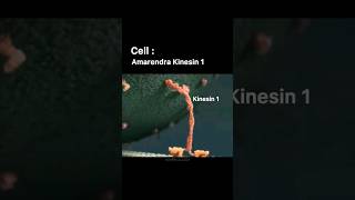 CELL DIVISION AND KINESIN SUPERMACY ft BAHUBALIBIOCHEMISTRY CLASS shortsvideo bahubali biology [upl. by Gherardo]