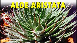 ALOE ARISTATA Saiba como CULTIVAR e CUIDAR desta suculenta charmosa 🌵 [upl. by Kcirdneked]