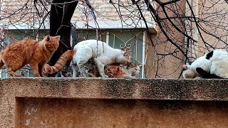 Street cats mating [upl. by Kunin]