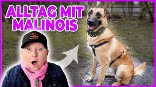 Neuer Hund zieht ein I 7 Wochen später  VLOG [upl. by Oinesra611]