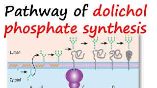 Dolichol phosphate synthesis pathway [upl. by Wina833]