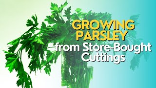 Growing Parsley from StoreBought Cuttings [upl. by Kelly333]