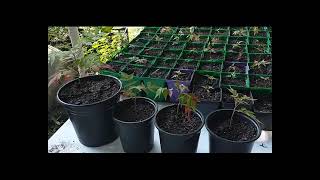 Transplanting 62 Staghorn Sumac Seedlings Grown From Seeds Naturally [upl. by Evol]