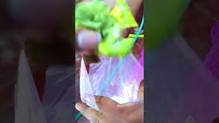 🔥🤯💫 LIVE PLANTS FOR AQUARIUM FISH WATER LILLY AND FOXTAIL LIVE PLANTS VERY CHEAP PRICE 🔥🤯💯💫💫 [upl. by Utas975]