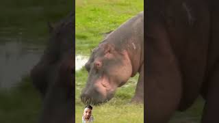 fact about hippocampus hippo animals amazingfacts wildlife hippopotamus nature [upl. by Caras729]