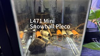 L471 Mini Snowball Plecos [upl. by Aziram]