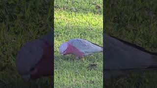 The Galah Parrot Australia [upl. by Eustis]