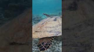 Snorkeling Maldives in October 2024 Snorkeling in Maldives Thinadhoo Plumeria Maldives [upl. by Auoy]