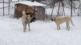 SATILIK KANGAL FIYATLARI [upl. by Alcock]