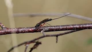 Ichneumon Wasp Ephialtes manifestator [upl. by Yeltnarb363]