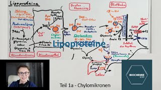 LIPOPROTEINE EINFACH ERKLÄRT  Chylomikronen HDL LDL Fettstoffwechsel Teil 3  Biochemie Now [upl. by Lletnwahs557]