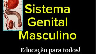 Sistema Genital Masculino [upl. by Assennev]