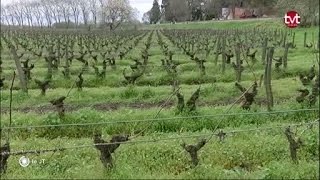 Environnement  Réduire lusage des produits phytosanitaires [upl. by Laflam]