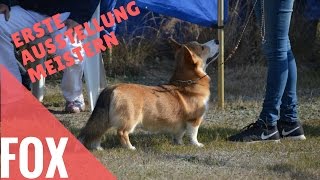 Hundeausstellung Was vorher üben Hundeausstellung Training  Fox [upl. by Booma]