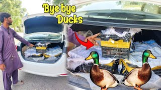 Bye Bye Ducks Prank 😂😂  Hand ho gya 😂  ciniminizoo shehrmaindihat [upl. by Hadeis]