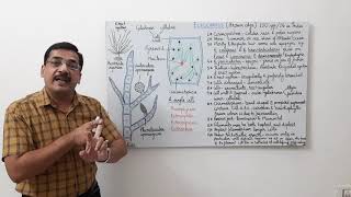 Ectocarpus1 General features thallus structure and growth [upl. by Ross930]