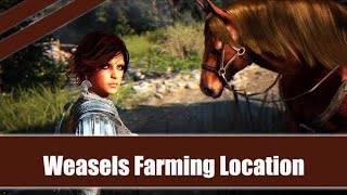 ★ Black Desert Online ★  Weasel Farming Location [upl. by Latnahc]