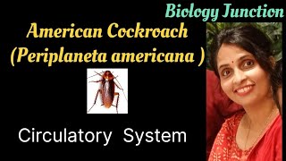 Cockroach  Periplaneta americana  Circulatory system  NEET  Boards [upl. by Aneeroc]