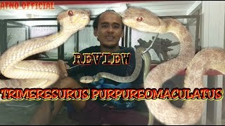 REVIEW TRIMERESURUS PURPUREOMACULATUS [upl. by Nerfe]