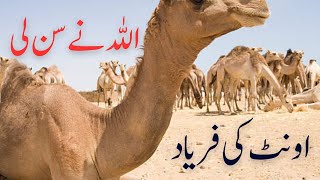 Oont Ki Tang Kat Di  Camel Leg Cut Viral Video  Camel leg cut incident in Sindh 🐪 Oont Ki Faryad [upl. by Ibmat532]