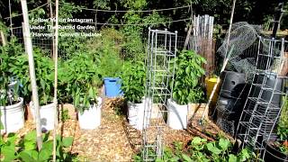 Cucumber Beetles Insect Dust Method Spraying Squash amp Zucchini Community Garden 2017 4 [upl. by Bibbye362]