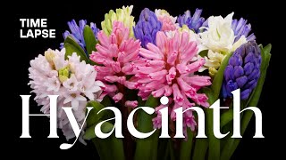 Timelapse Watch Hyacinth Flowers Bloom  Spring Flowering Bulbs [upl. by Kerge]