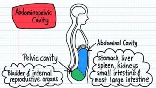 Body Cavities  Drawn amp Defined [upl. by Airotahs]