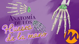 Anatomía ÓSEA de Miembro Superior CARPO  Quiz [upl. by Adnorrahs]